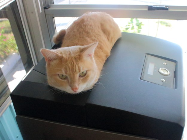 Cat Frankie on printer