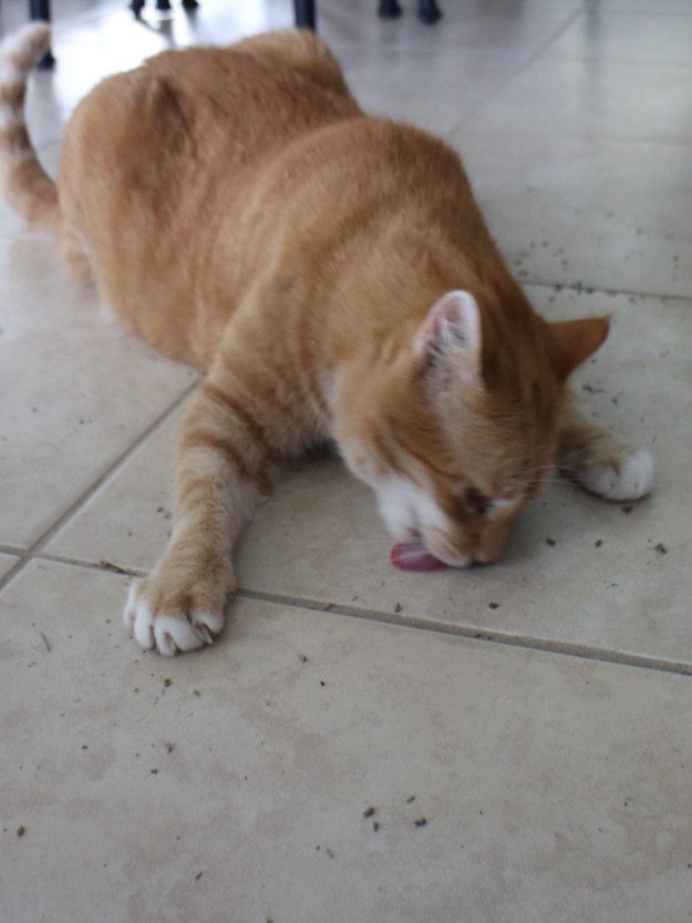 cat and catnip