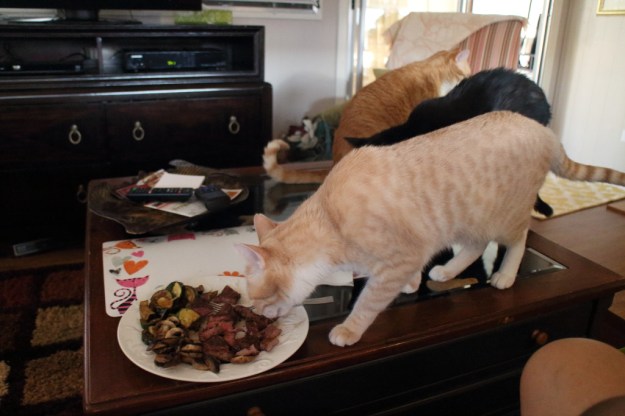 cats eating steak