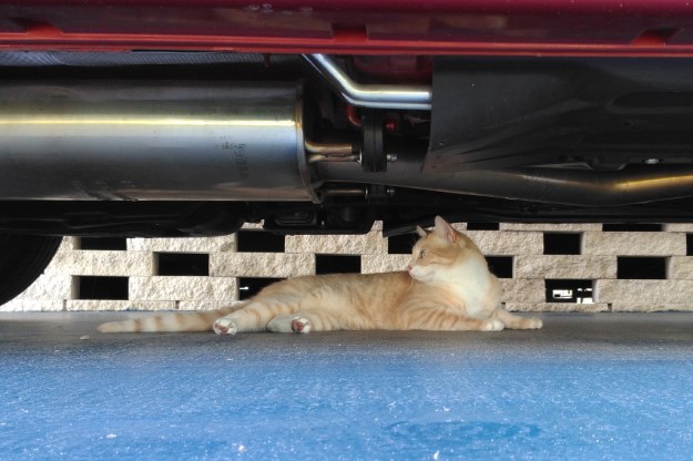 CAT UNDER TRUCK