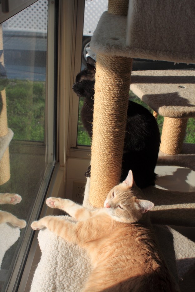 Cats in the sun